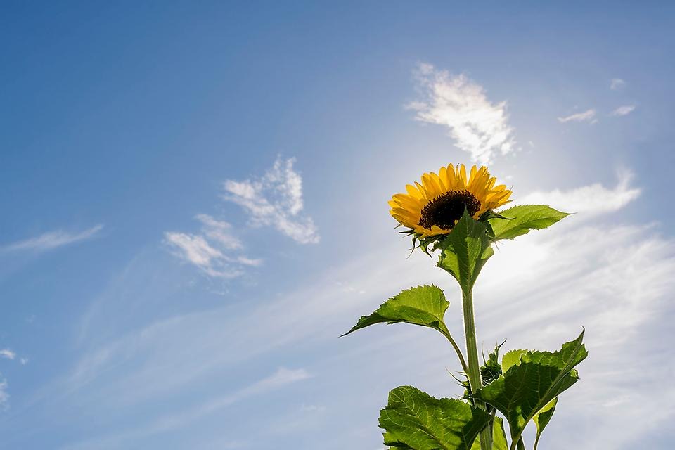 solros, blå himmel, moln, solsken