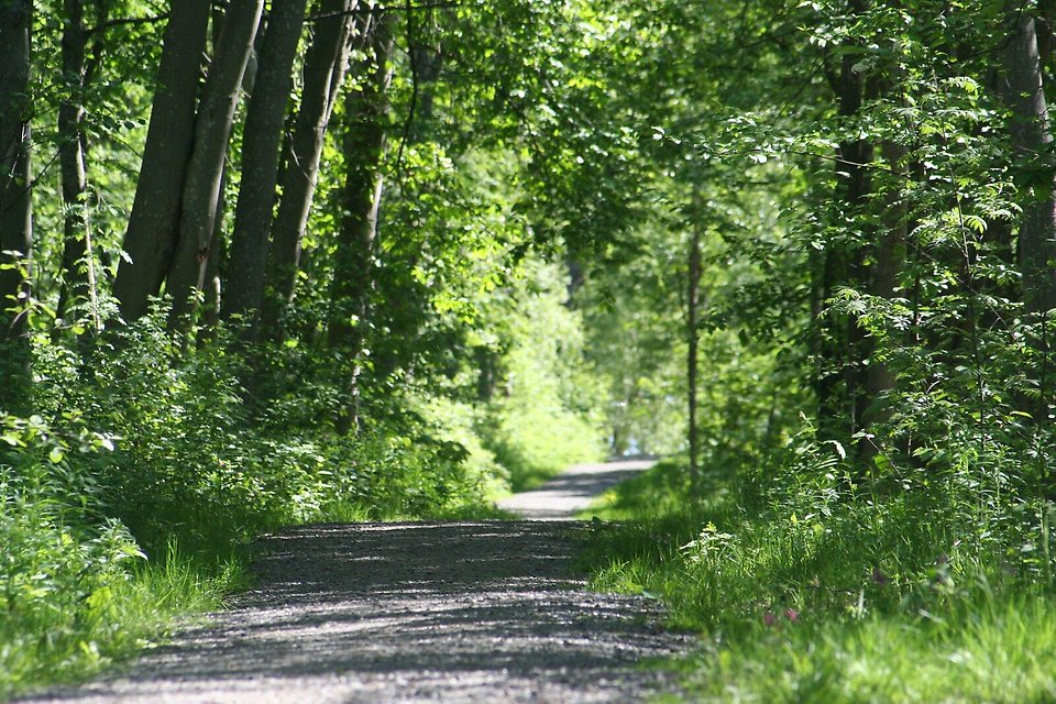 Väg kantad av frodig växtlighet och lövträd